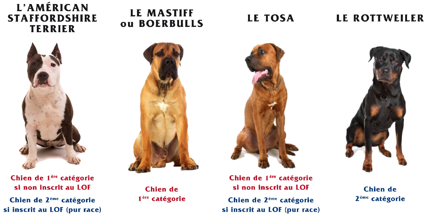 Chiens : les races de chiens interdites en France et les risques